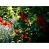 Ribs 'Rote Hollander' Ribes Rubrum 'Rote Hollander' 5 Liter Potte -Osmo Salgsbutik mi4212 ribes rubrum rote hollander c3c8