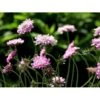 Due-Skabiosa 'Pink Mist' Scabiosa Columbaria 'Pink Mist' 1 Liter Potte -Osmo Salgsbutik mi4249 scabiosa columbaria pink mist 05f3