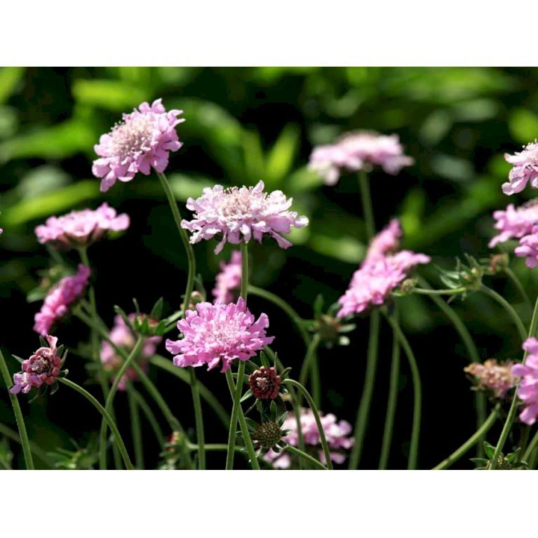 Due-Skabiosa 'Pink Mist' Scabiosa Columbaria 'Pink Mist' 1 Liter Potte 3 Due-Skabiosa 'Pink Mist' Scabiosa Columbaria 'Pink Mist' 1 Liter Potte