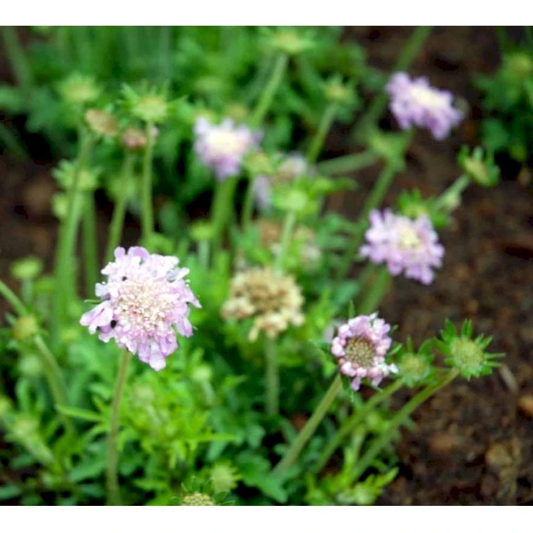 Due-Skabiosa 'Pink Mist' Scabiosa Columbaria 'Pink Mist' 1 Liter Potte 8 Due-Skabiosa 'Pink Mist' Scabiosa Columbaria 'Pink Mist' 1 Liter Potte - Billede 6