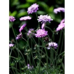Due-Skabiosa 'Pink Mist' Scabiosa Columbaria 'Pink Mist' 1 Liter Potte 10 Due-Skabiosa 'Pink Mist' Scabiosa Columbaria 'Pink Mist' 1 Liter Potte -Osmo Salgsbutik mi4249 scabiosa columbaria pink mist 3d90