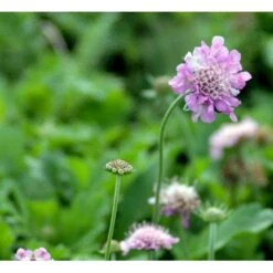 Due-Skabiosa 'Pink Mist' Scabiosa Columbaria 'Pink Mist' 1 Liter Potte 12 Due-Skabiosa 'Pink Mist' Scabiosa Columbaria 'Pink Mist' 1 Liter Potte -Osmo Salgsbutik mi4249 scabiosa columbaria pink mist 9d8e