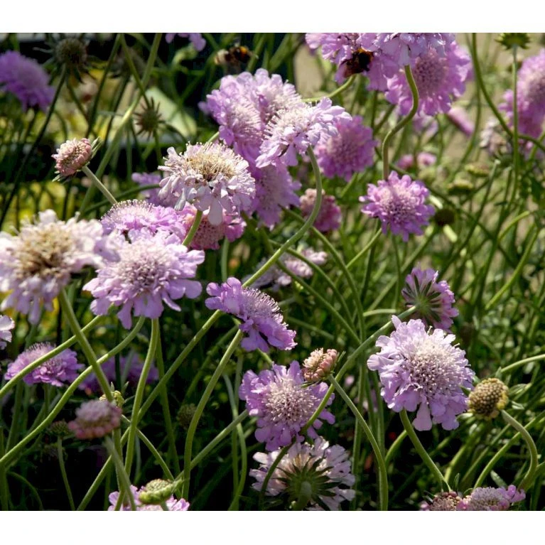 Due-Skabiosa 'Pink Mist' Scabiosa Columbaria 'Pink Mist' 1 Liter Potte 6 Due-Skabiosa 'Pink Mist' Scabiosa Columbaria 'Pink Mist' 1 Liter Potte - Billede 4