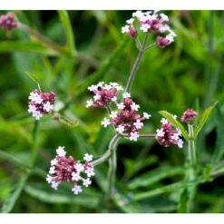 Kæmpe Verbena 'Lollipop' Verbena Bonariensis 'Lollipop' (r) 1 Liter Potte -Osmo Salgsbutik mi4252 verbena bonariensis lollipop r 0302
