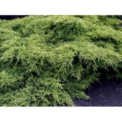 Kinesisk Enebær 'Old Gold' Juniperus Chinensis 'Old Gold' Potte 2,0 Liter,- 20-25 Cm. -Osmo Salgsbutik mi4288 juniperus chinensis old gold 26cd