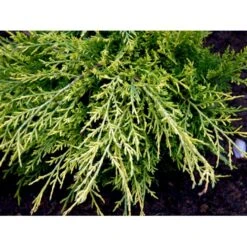 Kinesisk Enebær 'Old Gold' Juniperus Chinensis 'Old Gold' Potte 2,0 Liter,- 20-25 Cm. -Osmo Salgsbutik mi4288 juniperus chinensis old gold 28e4