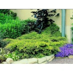 Kinesisk Enebær 'Old Gold' Juniperus Chinensis 'Old Gold' Potte 2,0 Liter,- 20-25 Cm. -Osmo Salgsbutik mi4288 juniperus chinensis old gold 4a5f