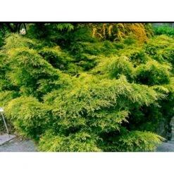 Kinesisk Enebær 'Old Gold' Juniperus Chinensis 'Old Gold' Potte 2,0 Liter,- 20-25 Cm. -Osmo Salgsbutik mi4288 juniperus chinensis old gold 70ad