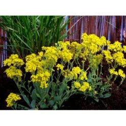 Guldslør Aurina (alyssum) Saxatile 'Goldkugel' 10 Cm. Potte 10 Guldslør Aurina (alyssum) Saxatile 'Goldkugel' 10 Cm. Potte -Osmo Salgsbutik mi4348 aurinia saxatalis goldkugel 4286