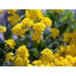 Guldslør Aurina (alyssum) Saxatile 'Goldkugel' 10 Cm. Potte 13 Guldslør Aurina (alyssum) Saxatile 'Goldkugel' 10 Cm. Potte -Osmo Salgsbutik mi4348 aurinia saxatalis goldkugel 521b