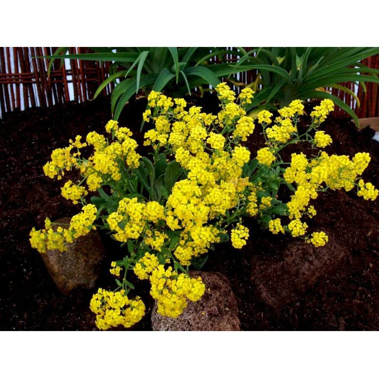 Guldslør Aurina (alyssum) Saxatile 'Goldkugel' 10 Cm. Potte 7 Guldslør Aurina (alyssum) Saxatile 'Goldkugel' 10 Cm. Potte - Billede 5