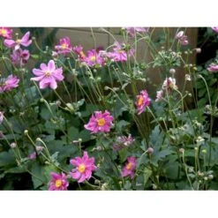 Høstanemone 'Prinz Heinrich' Anemone Japonica-hybrid 'Prinz Heinrich' 1 Liter Potte -Osmo Salgsbutik mi4350 anemone hupehensis prinz heinrich 1c08