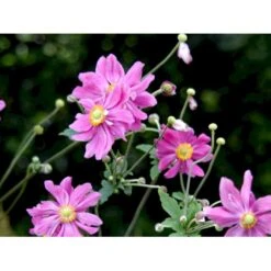 Høstanemone 'Prinz Heinrich' Anemone Japonica-hybrid 'Prinz Heinrich' 1 Liter Potte -Osmo Salgsbutik mi4350 anemone hupehensis prinz heinrich 9f53