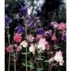 Kortsporet Akeleje Aquilegia Vulgaris 1 Liter Potte -Osmo Salgsbutik mi4352 aquilegia vulgaris 9a0e