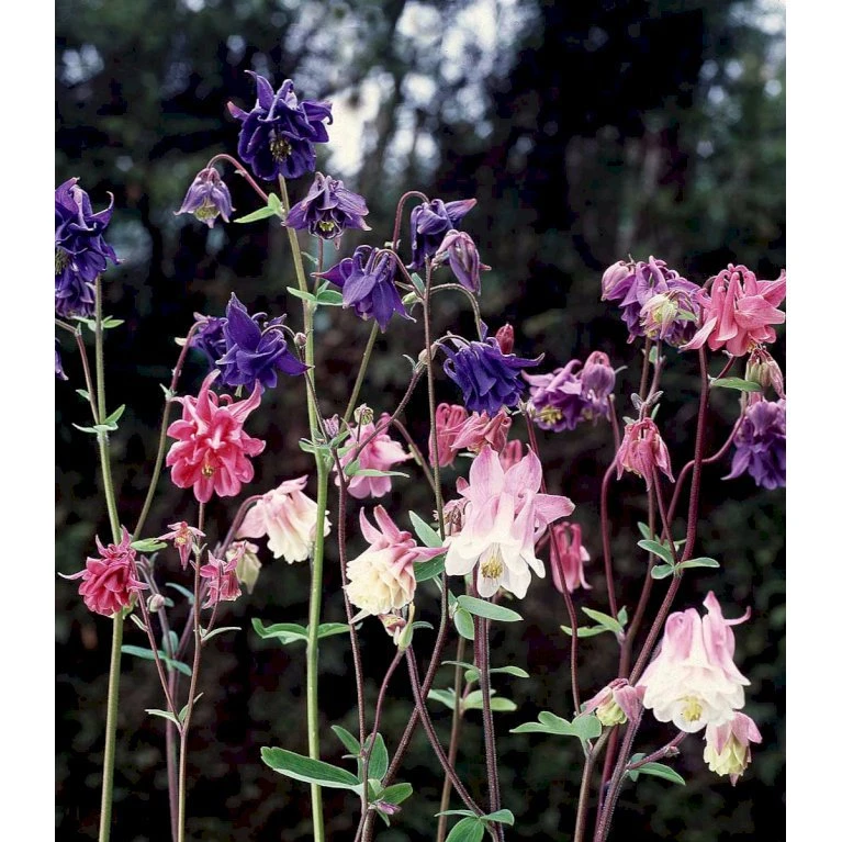 Kortsporet Akeleje Aquilegia Vulgaris 1 Liter Potte 3 Kortsporet Akeleje Aquilegia Vulgaris 1 Liter Potte