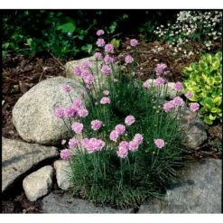 Engelsk Græs 'Rosea Compacta' Armeria Maritima 'Rosea Compacta' 10 Cm. Potte -Osmo Salgsbutik mi4369 armeria maritima rosea compacta 0ad8