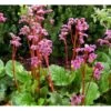 Kæmpestenbræk 'Eroica' Bergenia Cordifolia 'Eroica'® 1 Liter Potte -Osmo Salgsbutik mi4375 bergenia cordifolia eroica 6ca0