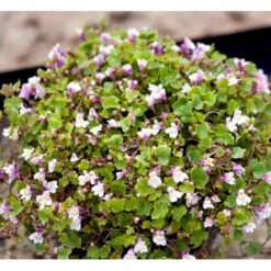 Vedbend-Torskemund Cymbalaria Muralis 'Globosa Rosea' 10 Cm. Potte