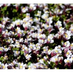 Vedbend-Torskemund Cymbalaria Muralis 'Globosa Rosea' 10 Cm. Potte -Osmo Salgsbutik mi4390 cymbalaria muralis globosa rosea b996
