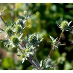 Russisk Mandstro Eryngium Planum Bakke Med 12 Stk. 9 Russisk Mandstro Eryngium Planum Bakke Med 12 Stk. -Osmo Salgsbutik mi4395 eryngium planum 2995