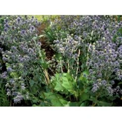 Russisk Mandstro Eryngium Planum Bakke Med 12 Stk. 11 Russisk Mandstro Eryngium Planum Bakke Med 12 Stk. -Osmo Salgsbutik mi4395 eryngium planum 2f06