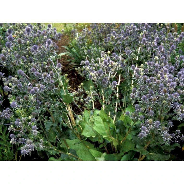 Russisk Mandstro Eryngium Planum Bakke Med 12 Stk. 7 Russisk Mandstro Eryngium Planum Bakke Med 12 Stk. - Billede 5