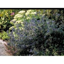 Russisk Mandstro Eryngium Planum 'Blauekappe' 1 Liter Potte -Osmo Salgsbutik mi4397 eryngium planum blaukappe 90d8