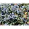 Russisk Mandstro Eryngium Planum 'Blauekappe' 1 Liter Potte -Osmo Salgsbutik mi4397 eryngium planum blaukappe d7a4