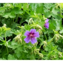 Pragt-Storkenæb 'Rosemoor' Geranium Magnificum 'Rosemoor' 1 Liter Potte -Osmo Salgsbutik mi4402 geranium magnificum rosemoor 641a