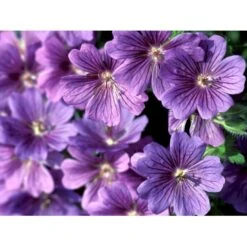 Pragt-Storkenæb 'Rosemoor' Geranium Magnificum 'Rosemoor' 1 Liter Potte -Osmo Salgsbutik mi4402 geranium magnificum rosemoor b9e9