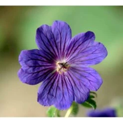 Pragt-Storkenæb 'Rosemoor' Geranium Magnificum 'Rosemoor' 1 Liter Potte -Osmo Salgsbutik mi4402 geranium magnificum rosemoor fe12