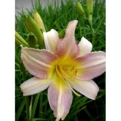 Daglilje 'Catherine Woodbury' Hemerocallis Hybrid 'Catherine Woodbury' Potte 2 Liter. -Osmo Salgsbutik mi4407 hemerocallis hybrid catherine woodbury 3754
