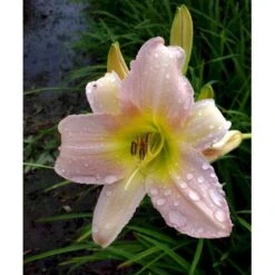 Daglilje 'Catherine Woodbury' Hemerocallis Hybrid 'Catherine Woodbury' Potte 2 Liter. -Osmo Salgsbutik mi4407 hemerocallis hybrid catherine woodbury 9976