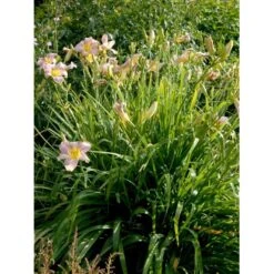 Daglilje 'Catherine Woodbury' Hemerocallis Hybrid 'Catherine Woodbury' Potte 2 Liter. -Osmo Salgsbutik mi4407 hemerocallis hybrid catherine woodbury f58c