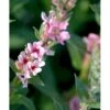 Kattehale Lythrum Salicaria 'Blush' 1 Liter Potte -Osmo Salgsbutik mi4426 lythrum salicaria blush e79e