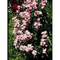 Høstfloks 'Bright Eyes' Phlox Paniculata 'Bright Eyes' 3,5 Liter Potte -Osmo Salgsbutik mi4450 phlox paniculata bright eyes 1dc8