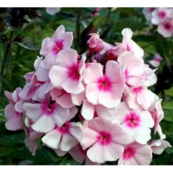 Høstfloks 'Bright Eyes' Phlox Paniculata 'Bright Eyes' 3,5 Liter Potte -Osmo Salgsbutik mi4450 phlox paniculata bright eyes 8051