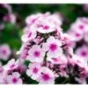 Høstfloks 'Bright Eyes' Phlox Paniculata 'Bright Eyes' 3,5 Liter Potte -Osmo Salgsbutik mi4450 phlox paniculata bright eyes ef7d