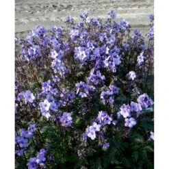 Jacobstige 'Purple Rain' Polemonium Yezoense 'Purple Rain' 1 Liter Potte -Osmo Salgsbutik mi4460 polemonium yezoense purple rain 892c