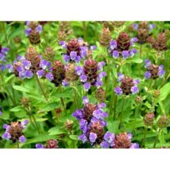 Storblomstret Brunelle Prunella Grandiflora 1 Liter Potte -Osmo Salgsbutik mi4463 prunella grandiflora 201d