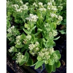 Kinesisk Sankhansurt 'Iceberg' Sedum Spectabile 'Iceberg' 1 Liter Potte -Osmo Salgsbutik mi4480 sedum spectabile iceberg 72d8