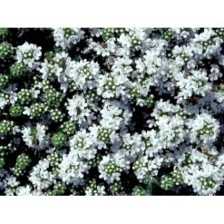 Smalbladet Timian 'Albiflorus' Thymus Praecox 'Albiflorus' 10 Cm. Potte -Osmo Salgsbutik mi4492 thymus praecox albiflorus e6ae