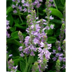 Læge ærenpris 'Allgrün' Veronica Officinalis 'Allgrün' 10 Cm. Potte -Osmo Salgsbutik mi4497 veronica officinalis allgruen 7e05