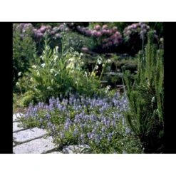 Læge ærenpris 'Allgrün' Veronica Officinalis 'Allgrün' 10 Cm. Potte -Osmo Salgsbutik mi4497 veronica officinalis allgruen d9df