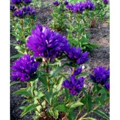 Nøgleklokke 'Superba' Campanula Glomerata 'Superba' 1 Liter Potte -Osmo Salgsbutik mi450 campanula glomerata superba 17f9