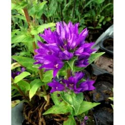 Nøgleklokke 'Superba' Campanula Glomerata 'Superba' 1 Liter Potte -Osmo Salgsbutik mi450 campanula glomerata superba 48da