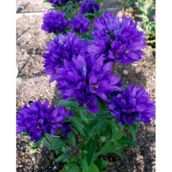 Nøgleklokke 'Superba' Campanula Glomerata 'Superba' 1 Liter Potte -Osmo Salgsbutik mi450 campanula glomerata superba 5b91