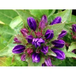 Nøgleklokke 'Superba' Campanula Glomerata 'Superba' 1 Liter Potte -Osmo Salgsbutik mi450 campanula glomerata superba dfeb