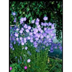 Smalbladet Klokke Campanula Persicifolia 1 Liter Potte -Osmo Salgsbutik mi451 campanula persicifolia 3621