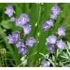 Smalbladet Klokke Campanula Persicifolia 1 Liter Potte -Osmo Salgsbutik mi451 campanula persicifolia 465d